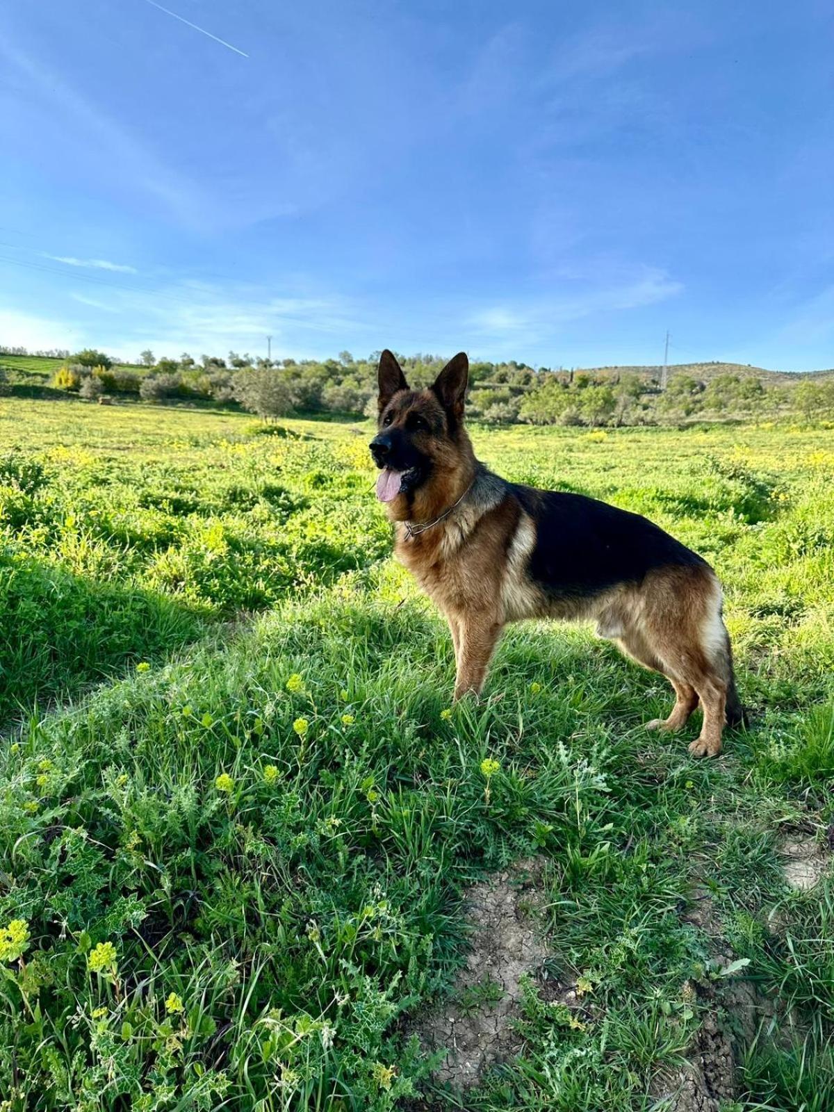Bungalow Bambolera Torrelaguna Dış mekan fotoğraf