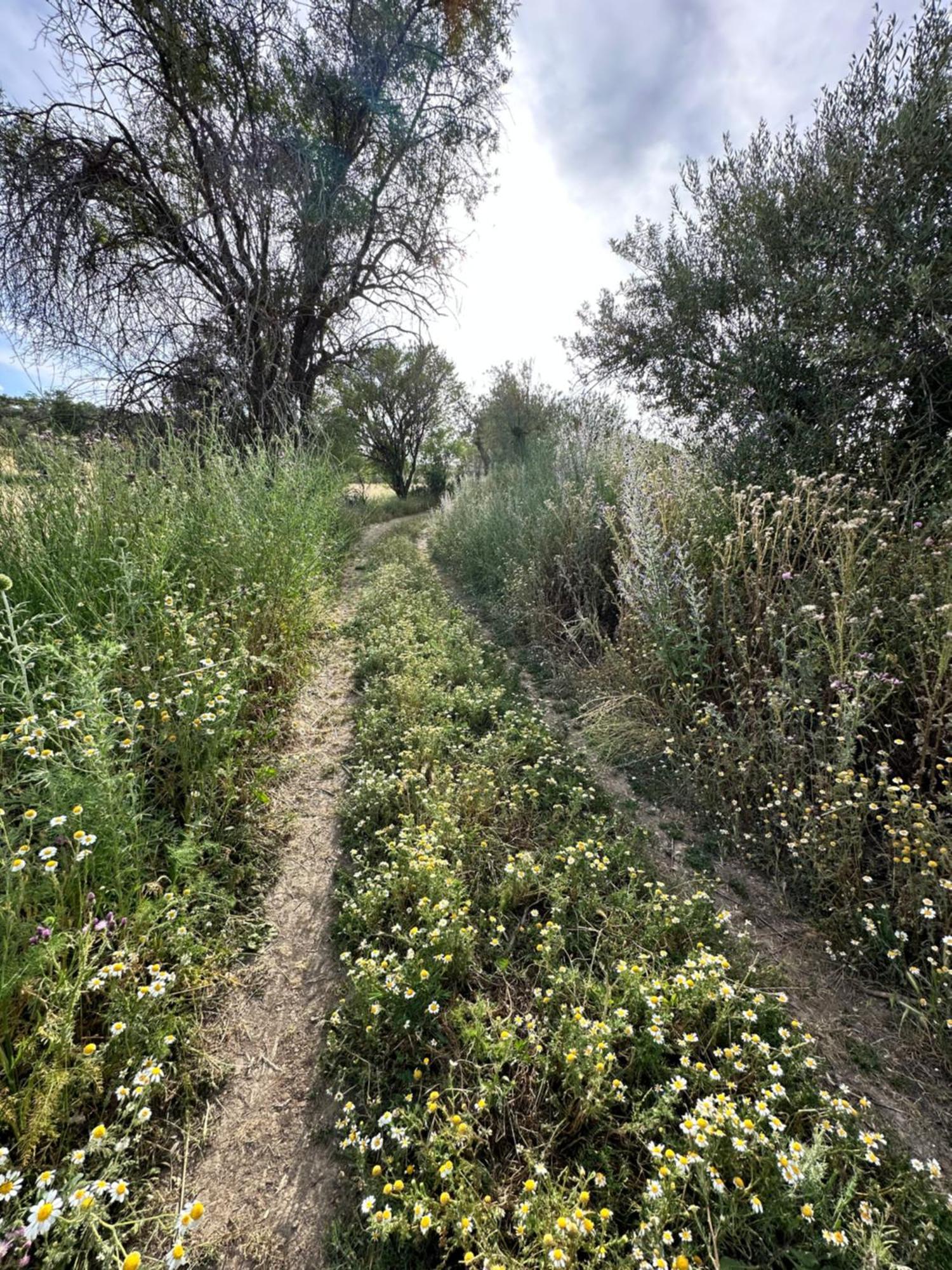 Bungalow Bambolera Torrelaguna Dış mekan fotoğraf